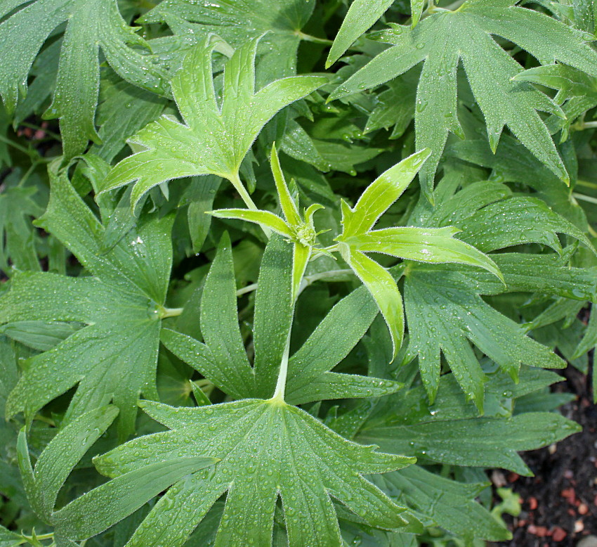 Image of genus Delphinium specimen.