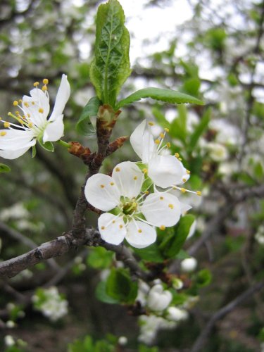 Изображение особи Prunus domestica.