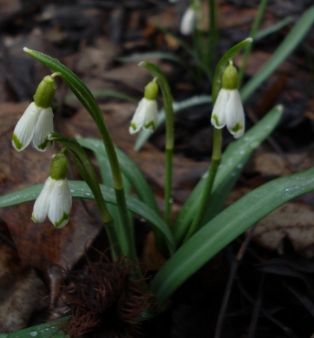 Изображение особи Galanthus nivalis.