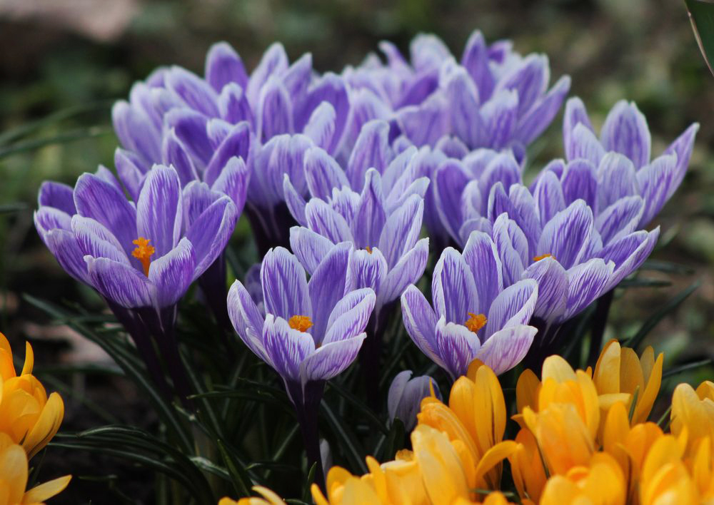 Image of Crocus vernus specimen.