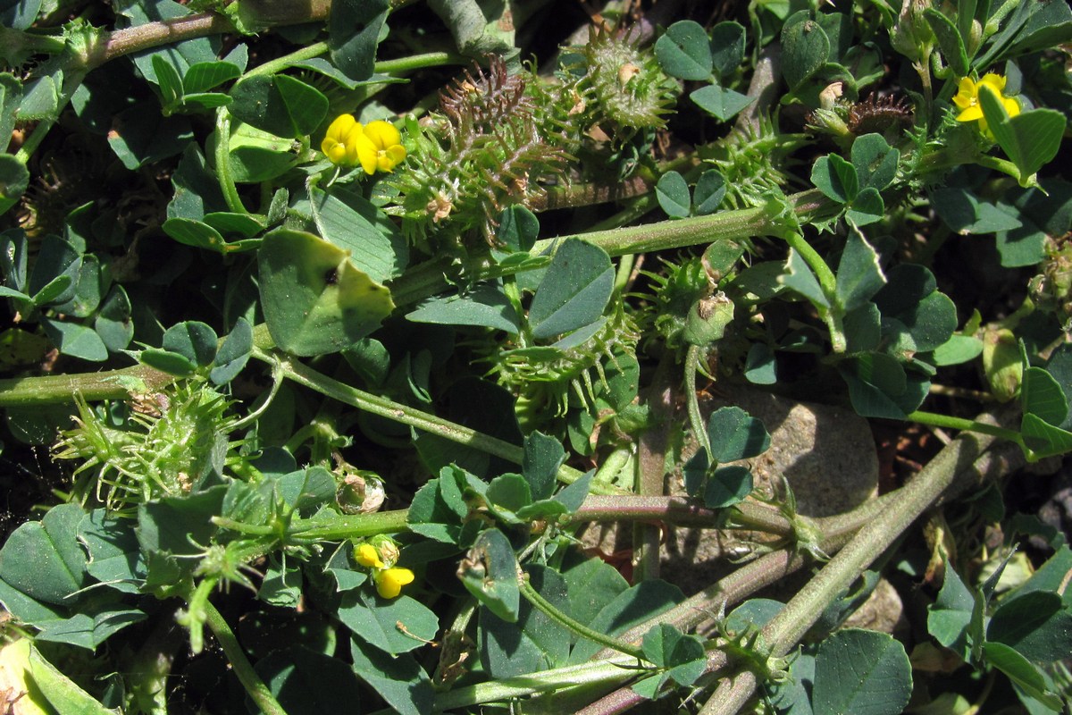 Image of Medicago denticulata specimen.