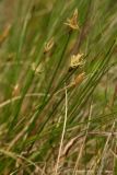 Carex obtusata. Верхушки цветущих растений. Приморский край, г. Находка. 24.05.2014.
