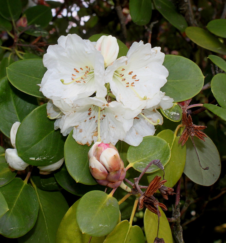 Image of Rhododendron hemsleyanum specimen.