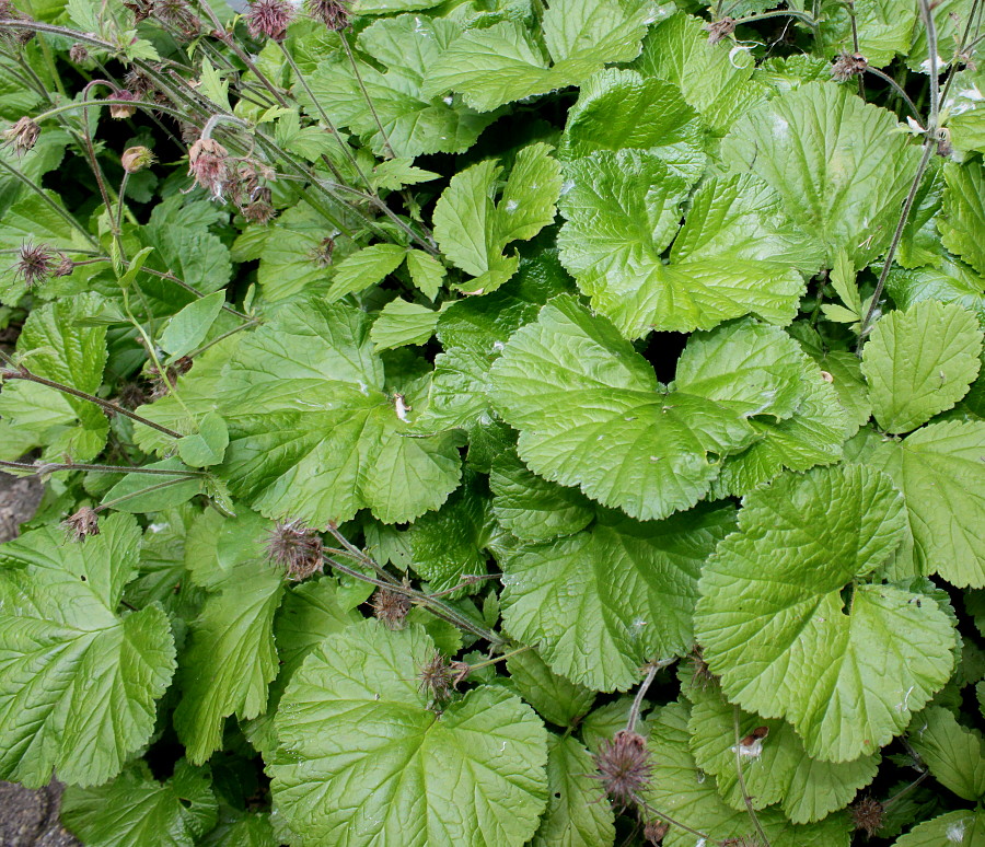 Image of Geum rivale specimen.