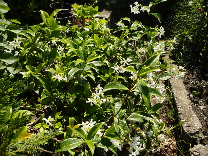 Image of Trachelospermum jasminoides specimen.