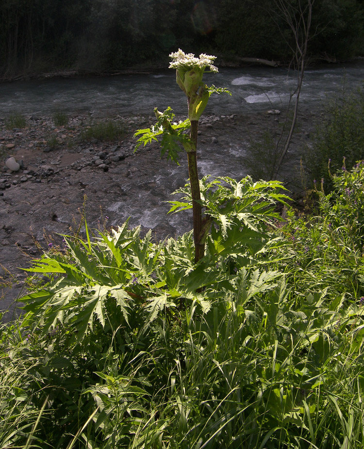 Image of Heracleum mantegazzianum specimen.