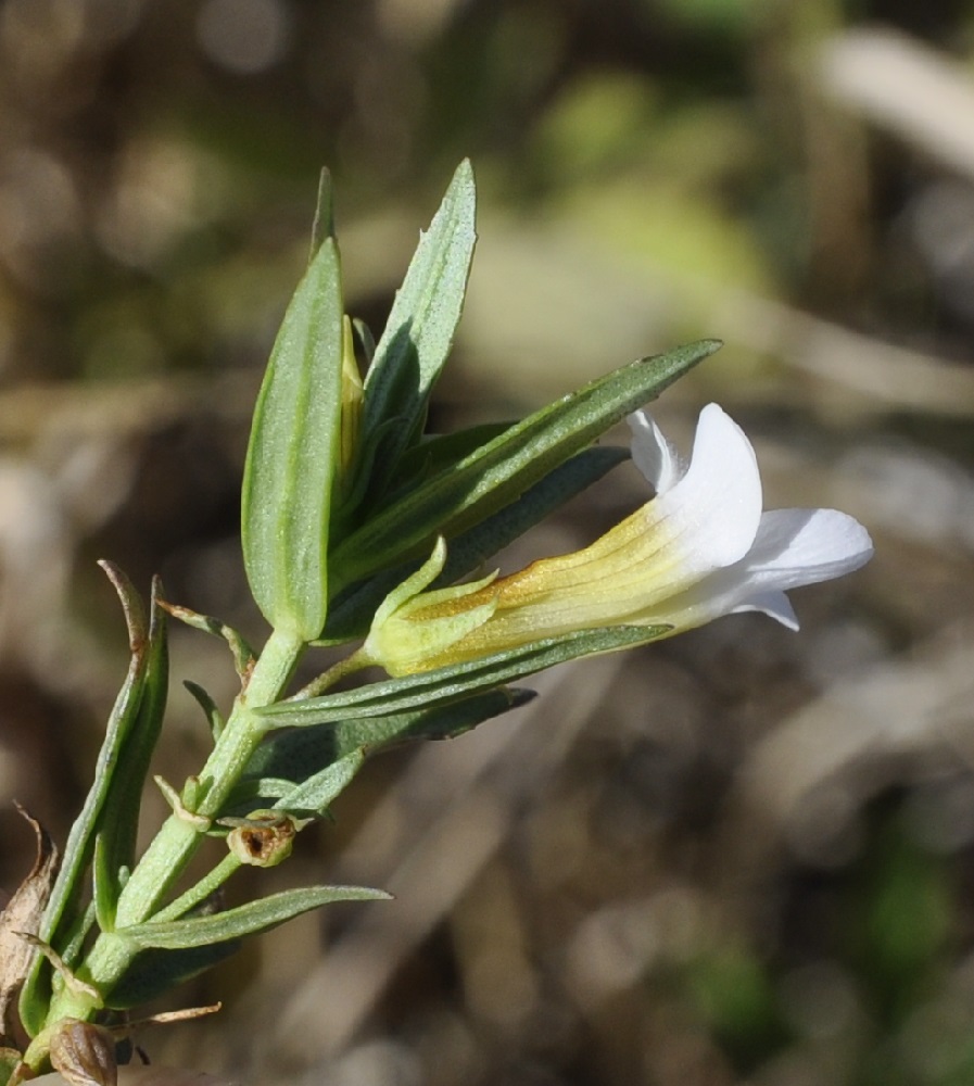 Image of Gratiola officinalis specimen.