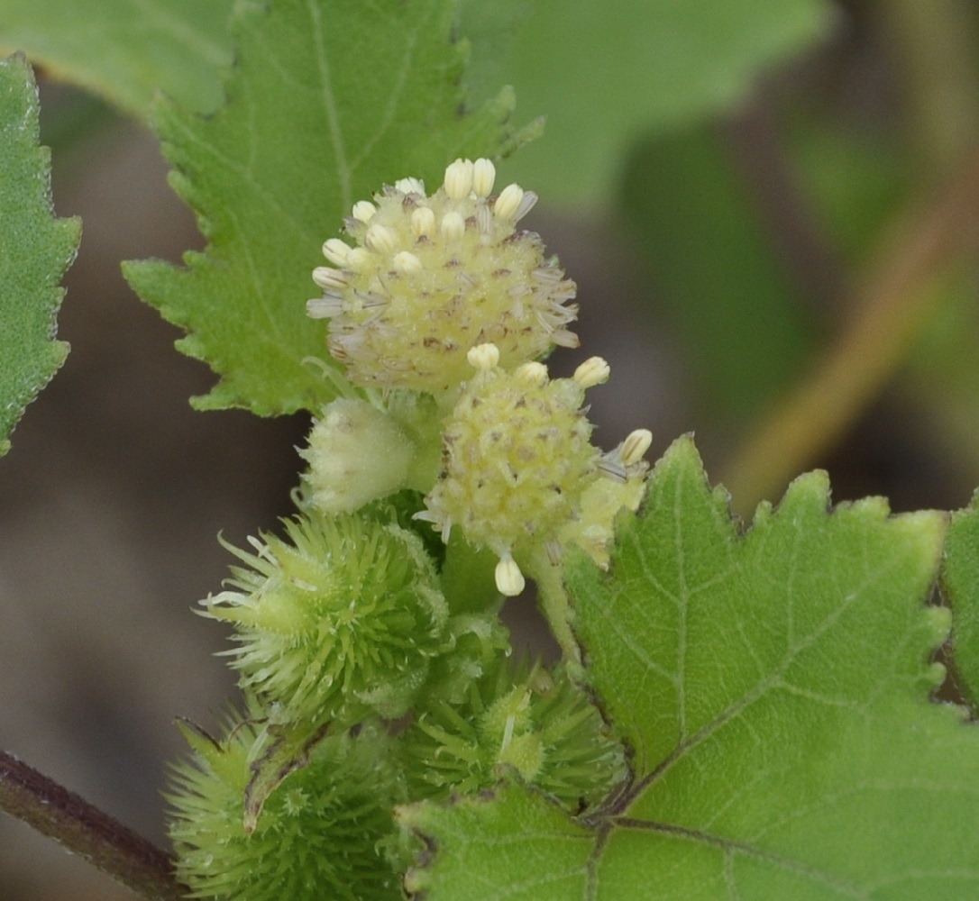 Image of Xanthium orientale specimen.