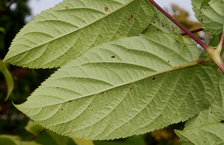 Image of Aralia cordata specimen.