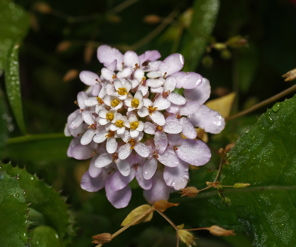 Image of Iberis umbellata specimen.