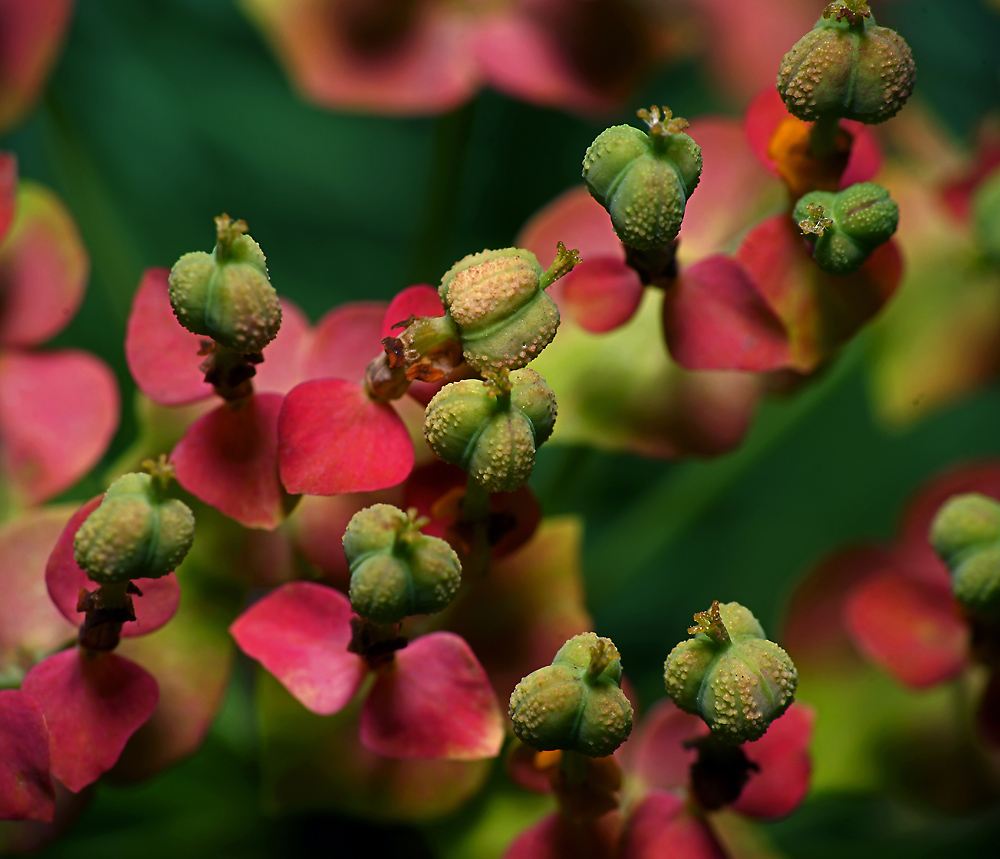 Image of Euphorbia cyparissias specimen.