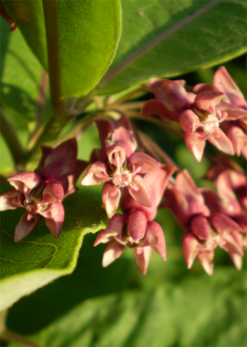 Image of Asclepias syriaca specimen.