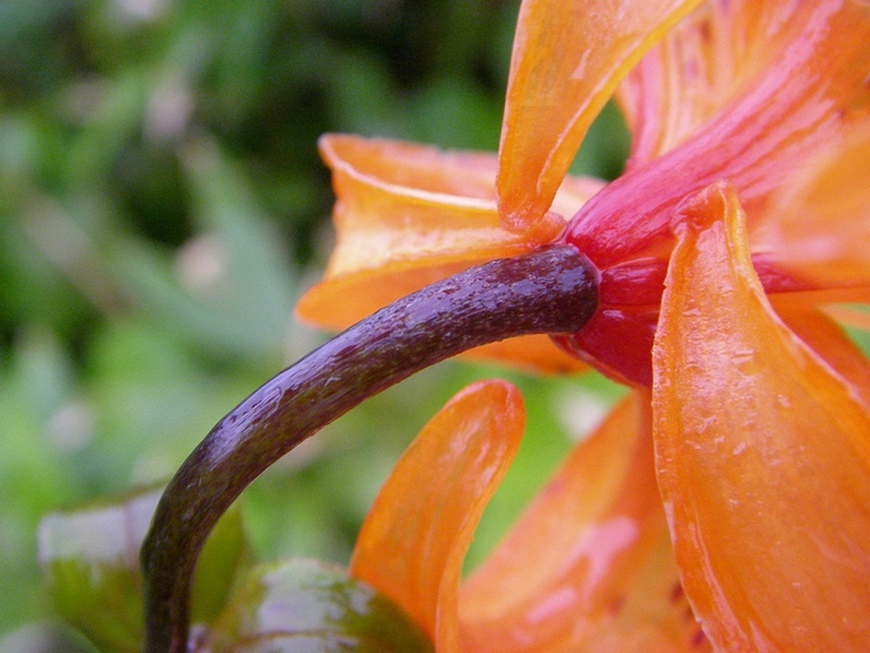 Image of Lilium debile specimen.