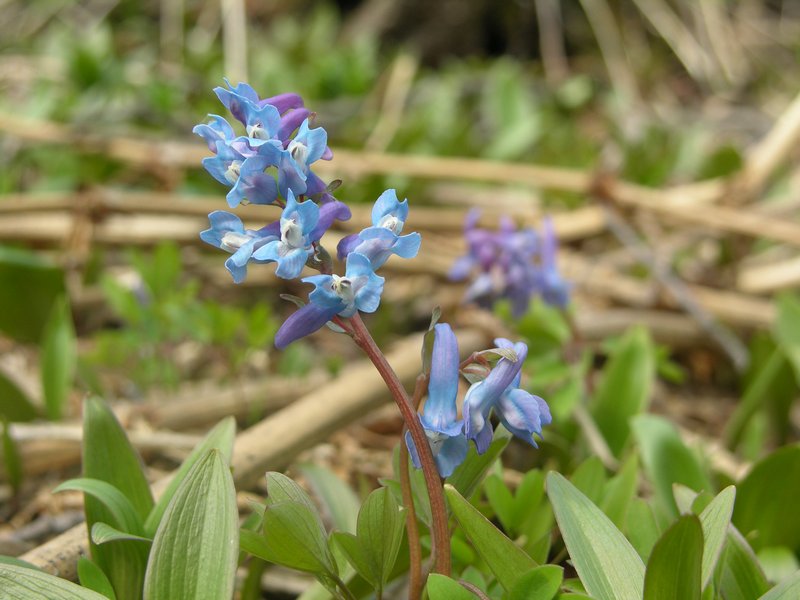 Image of Corydalis ambigua specimen.