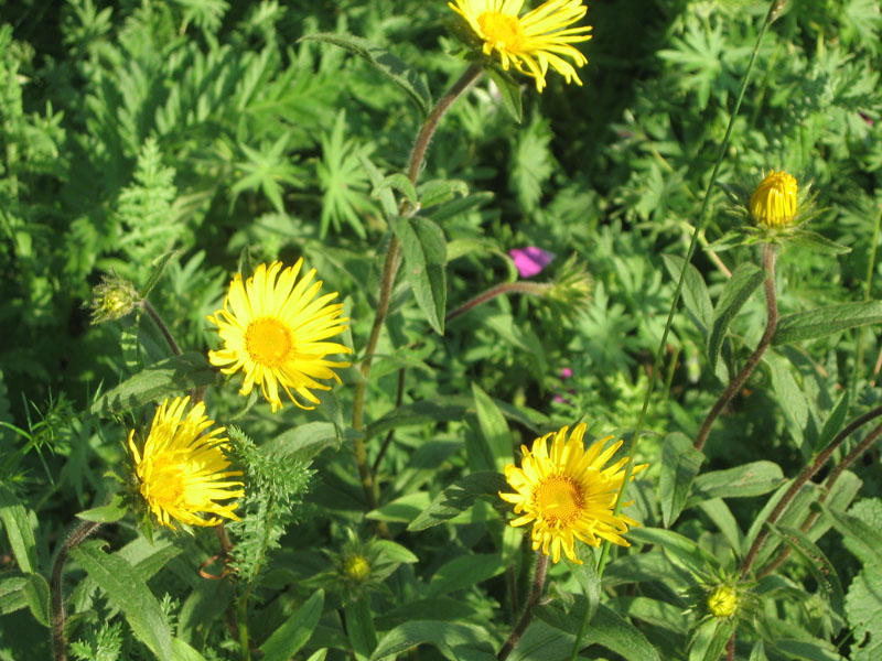 Image of Inula hirta specimen.