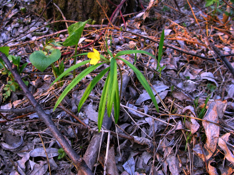 Image of Anemone jenisseensis specimen.