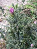 Cirsium vulgare