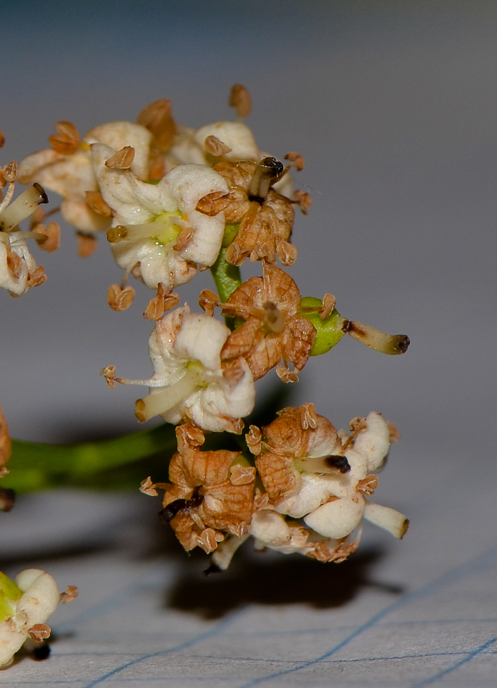 Image of Ehretia tinifolia specimen.