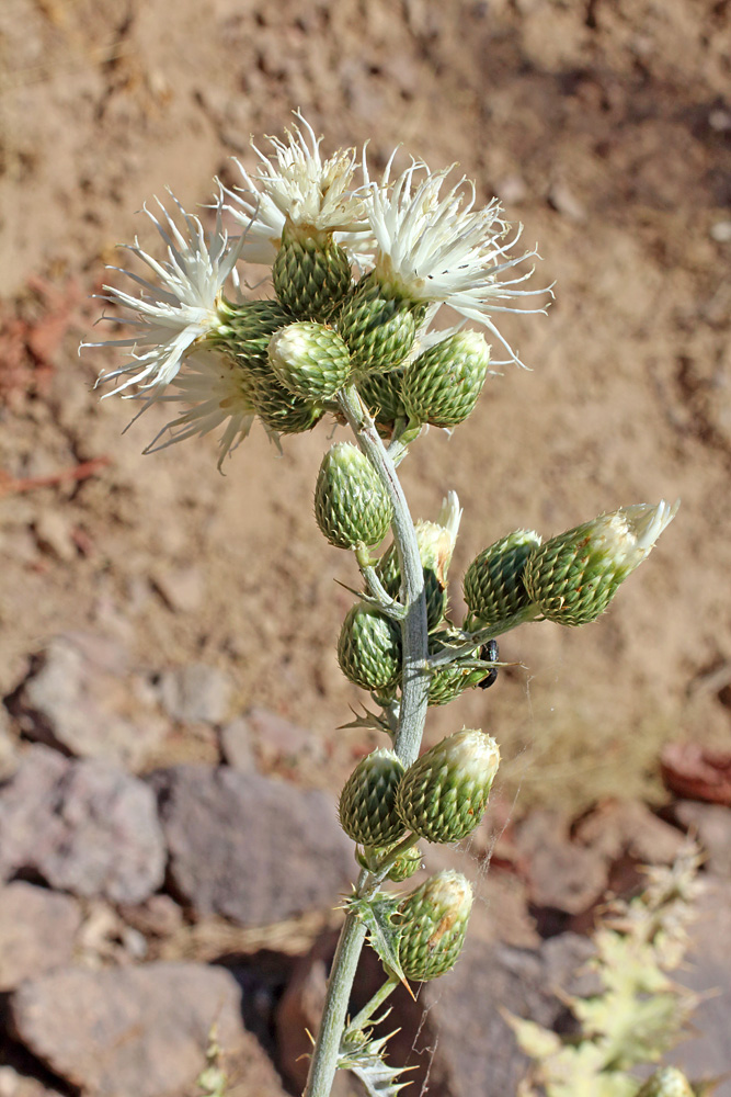 Image of Cousinia egregia specimen.