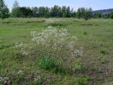 Gypsophila altissima. Цветущее растение. Иркутская обл., Иркутский р-н, окр. пос. Боково. 04.07.2014.