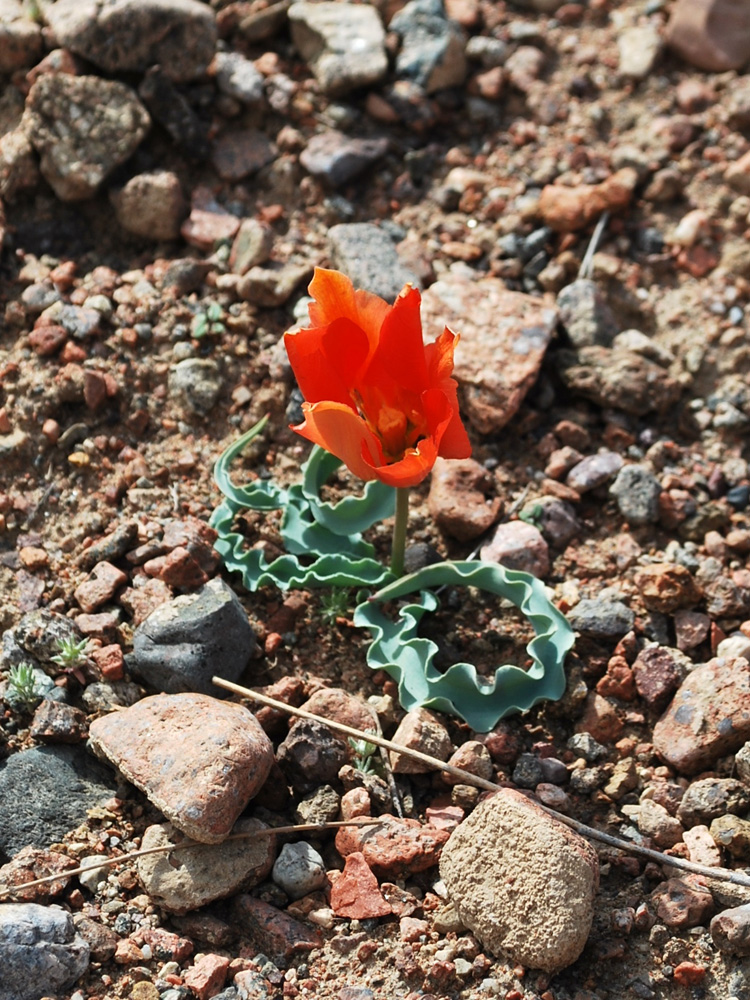 Image of Tulipa intermedia var. korolkowioides specimen.