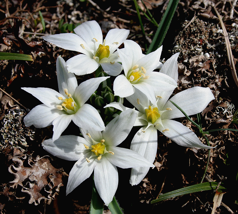 Изображение особи Ornithogalum fimbriatum.