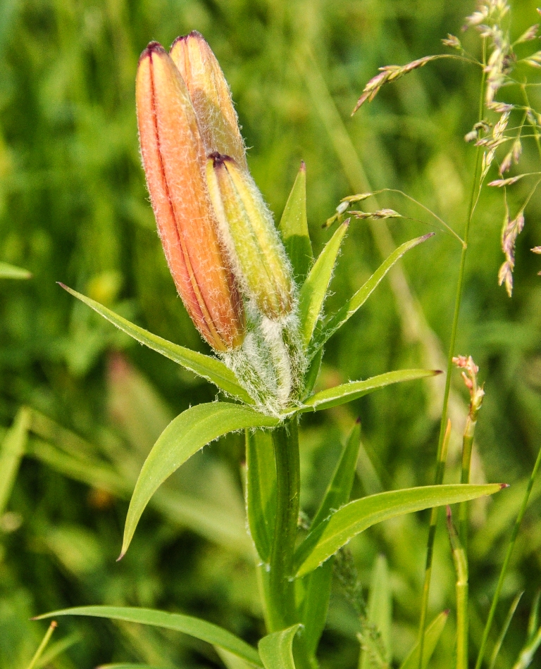 Image of Lilium pensylvanicum specimen.