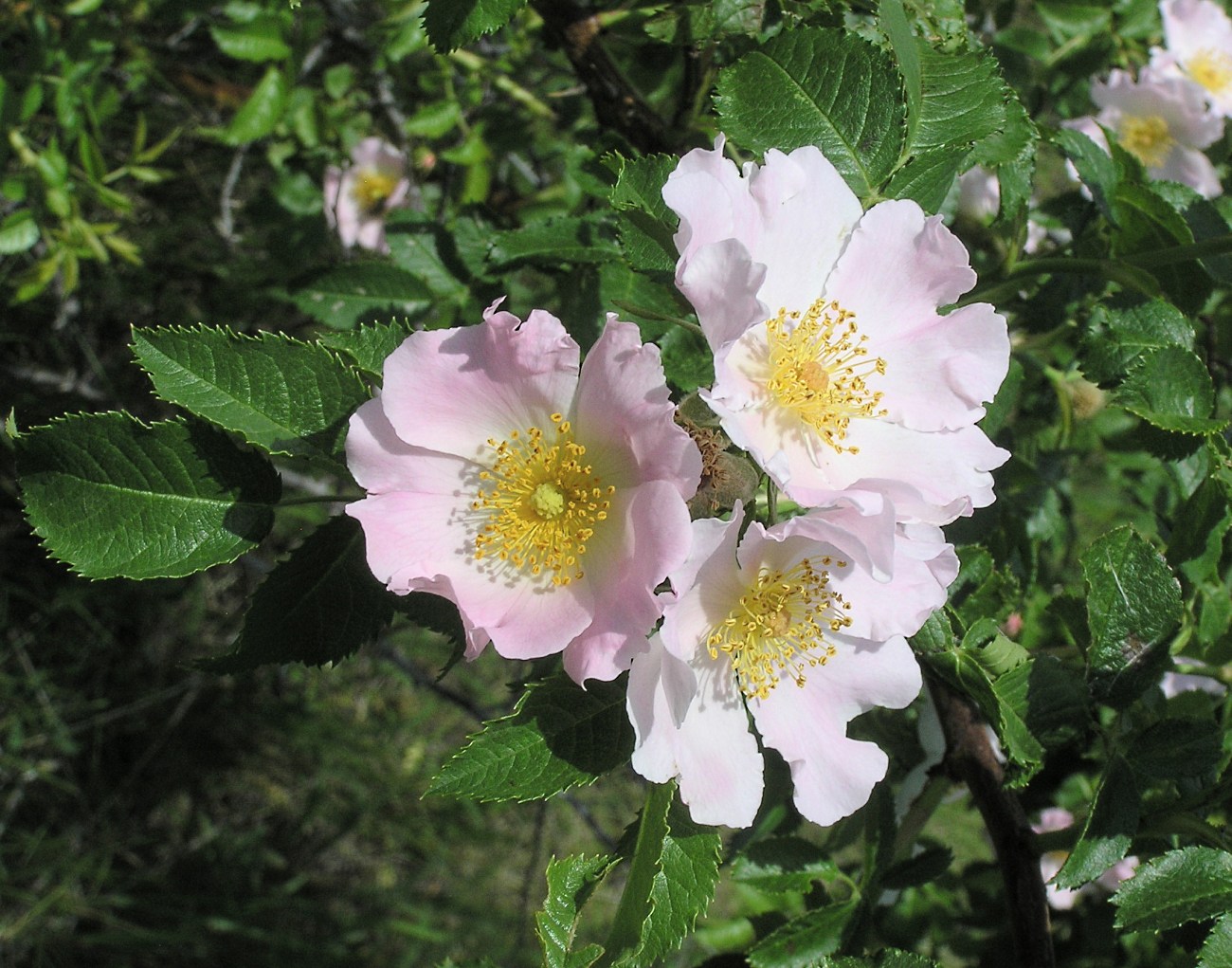 Изображение особи род Rosa.