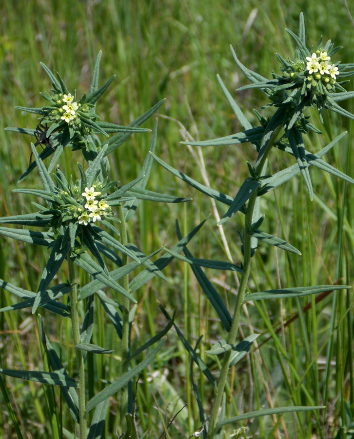 Изображение особи Lithospermum officinale.