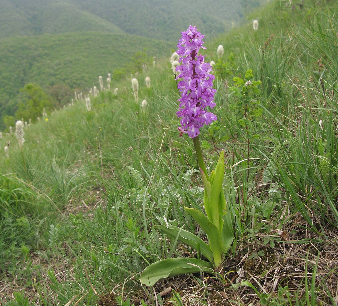 Image of Orchis mascula specimen.