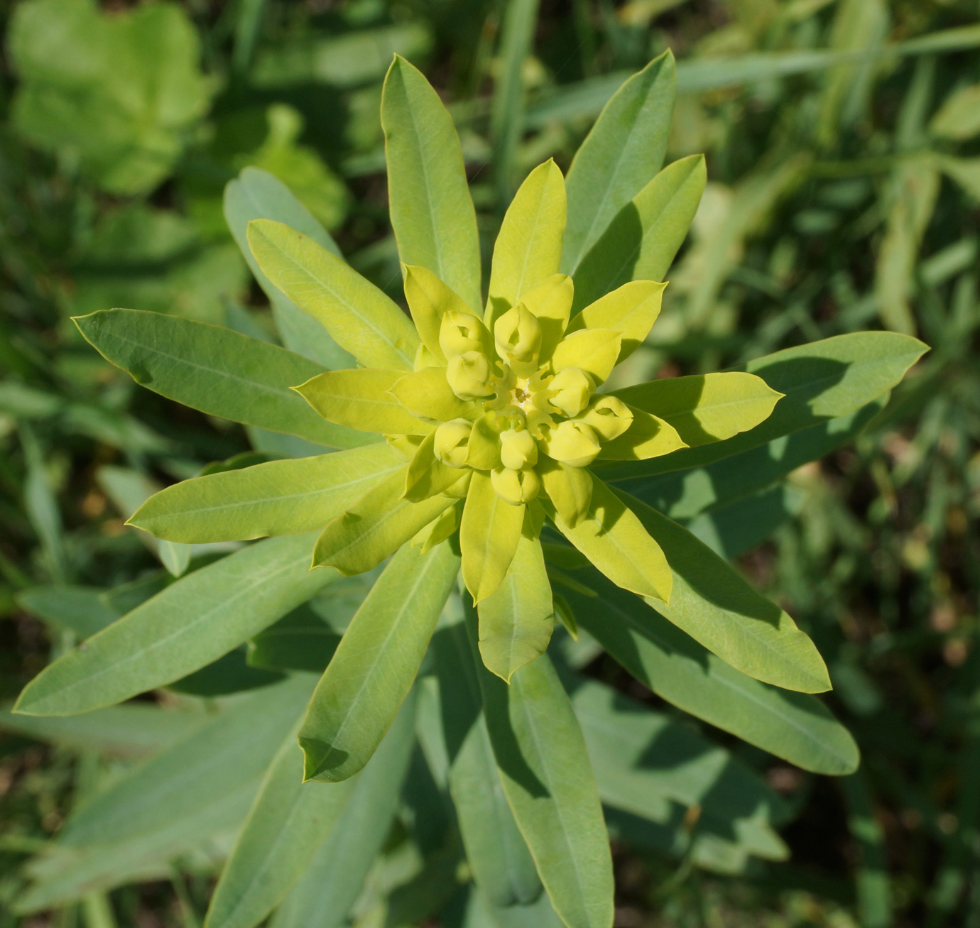 Image of Euphorbia virgata specimen.