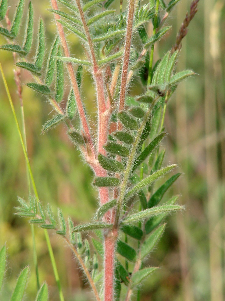 Image of Oxytropis pilosa specimen.