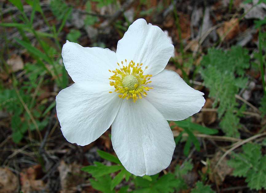 Изображение особи Anemone sylvestris.