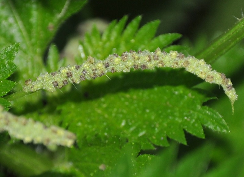 Image of Urtica membranacea specimen.