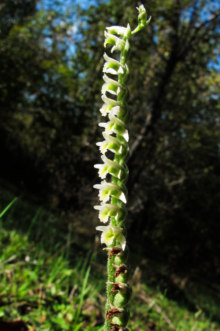 Image of Spiranthes spiralis specimen.