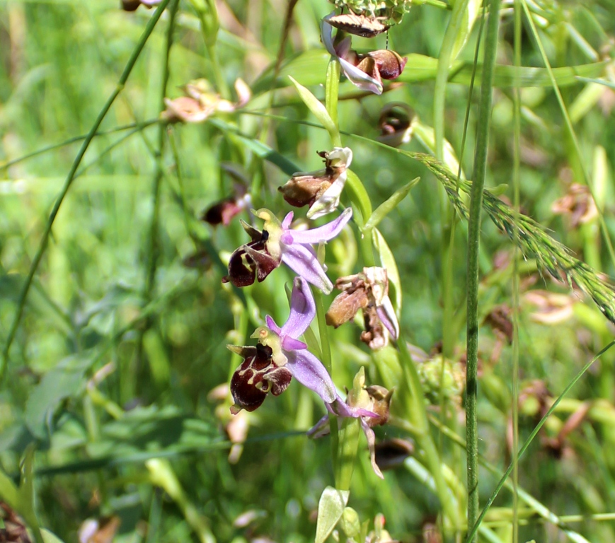 Image of Ophrys oestrifera specimen.