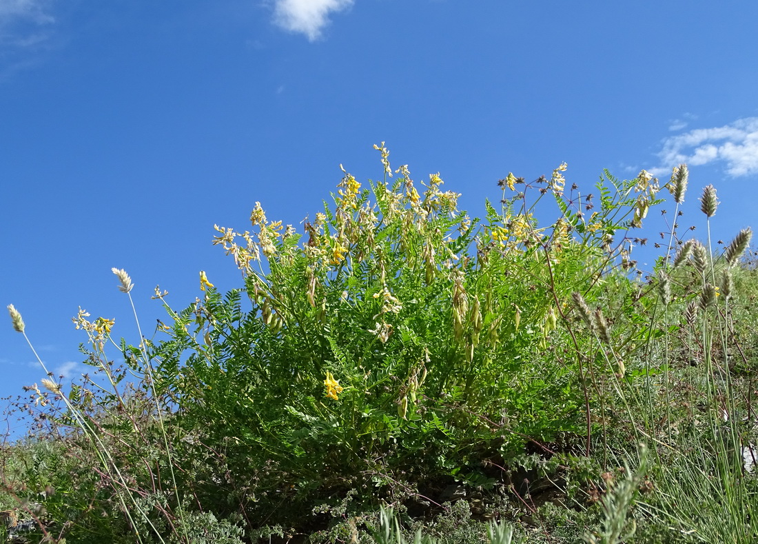 Image of Astragalus mongholicus specimen.