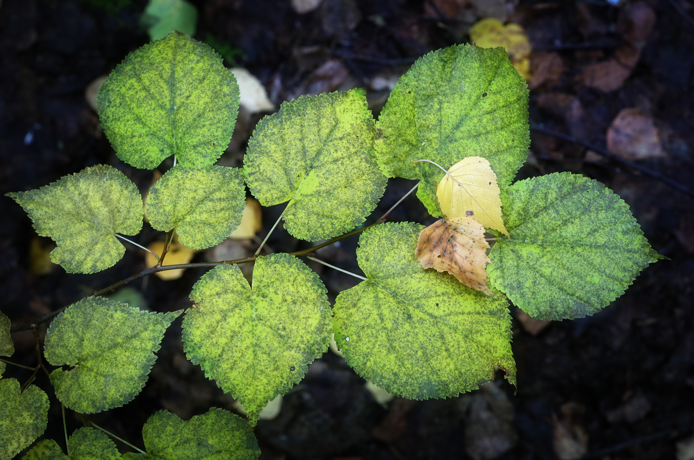 Image of Tilia cordata specimen.