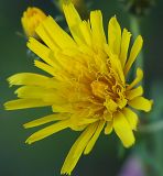 Hieracium umbellatum