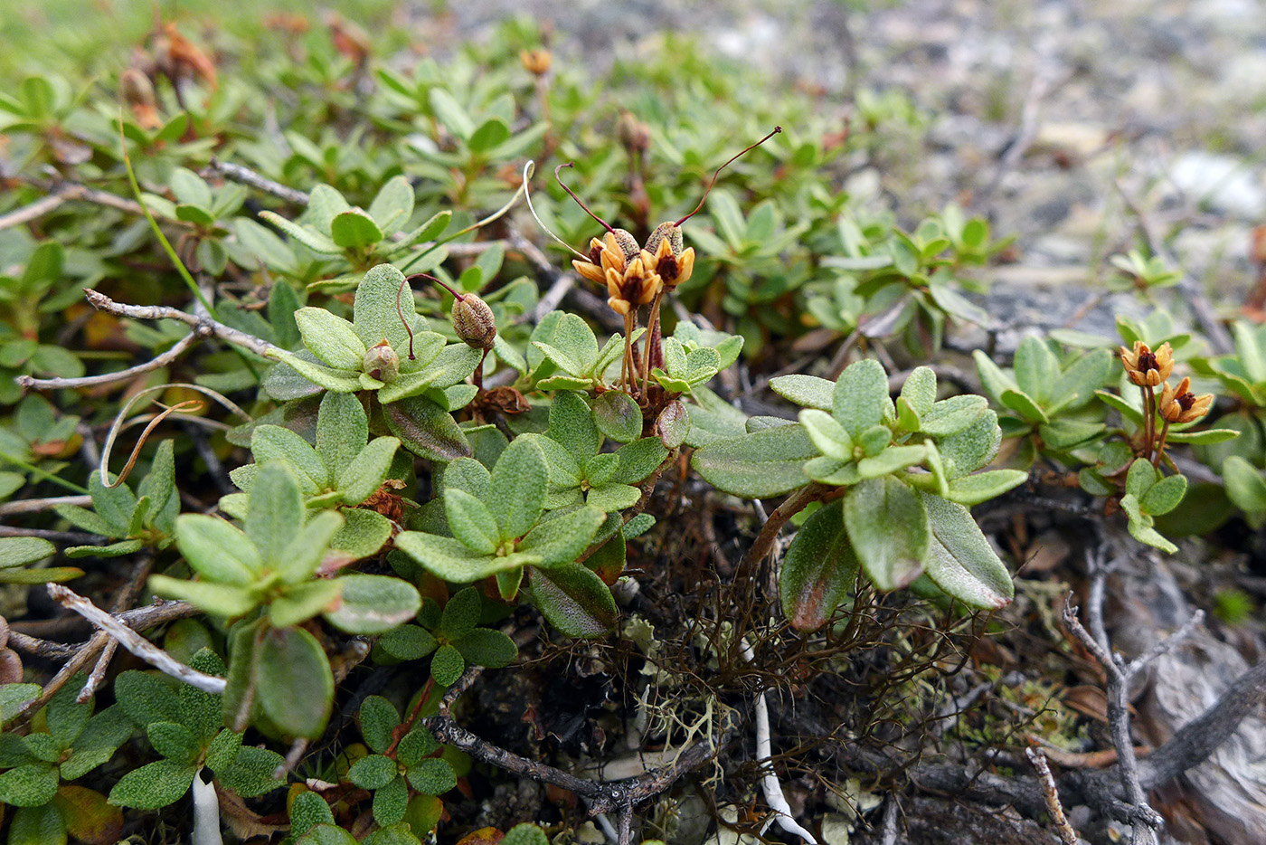 Изображение особи Rhododendron lapponicum.