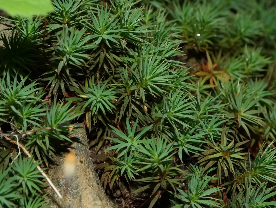 Изображение особи семейство Polytrichaceae.