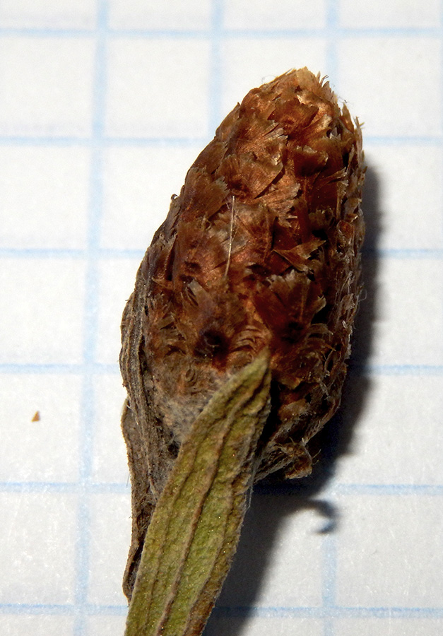 Image of Centaurea jacea ssp. substituta specimen.