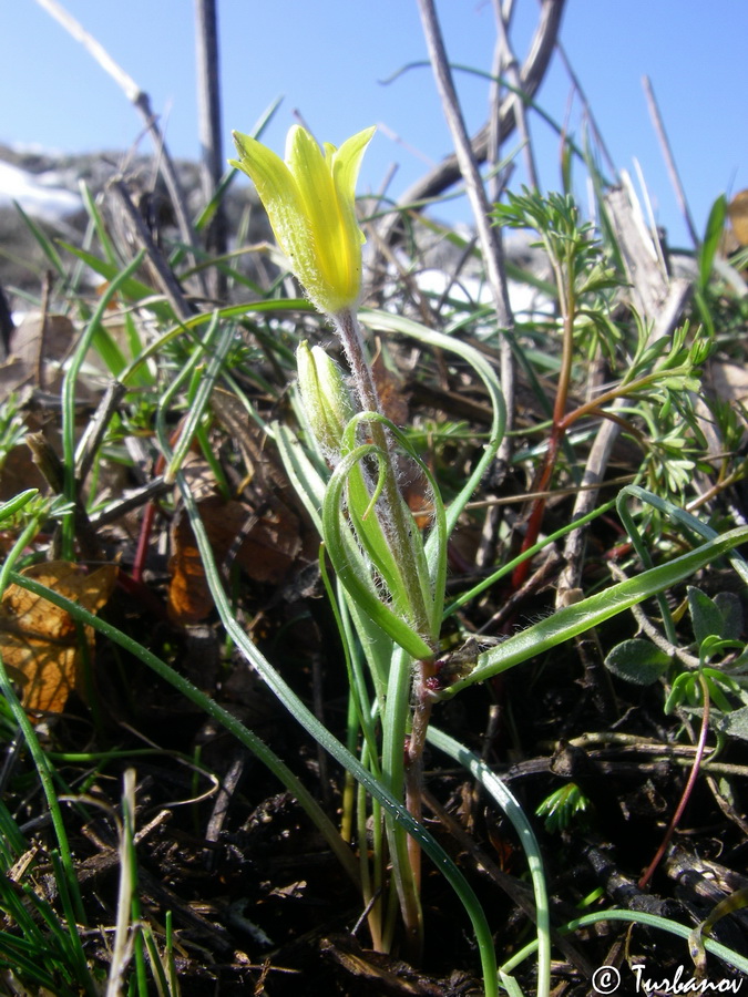 Image of Gagea dubia specimen.