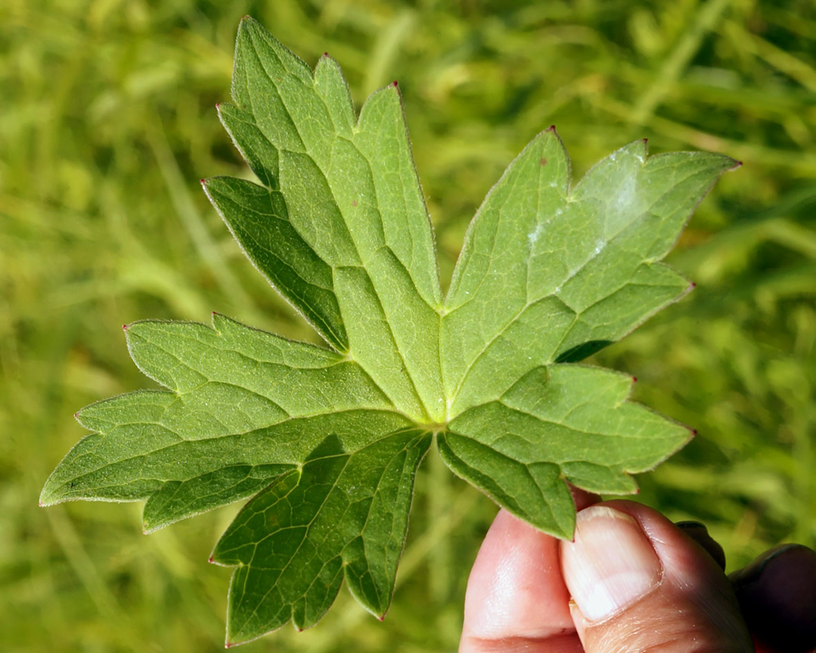 Image of Geranium wlassovianum specimen.