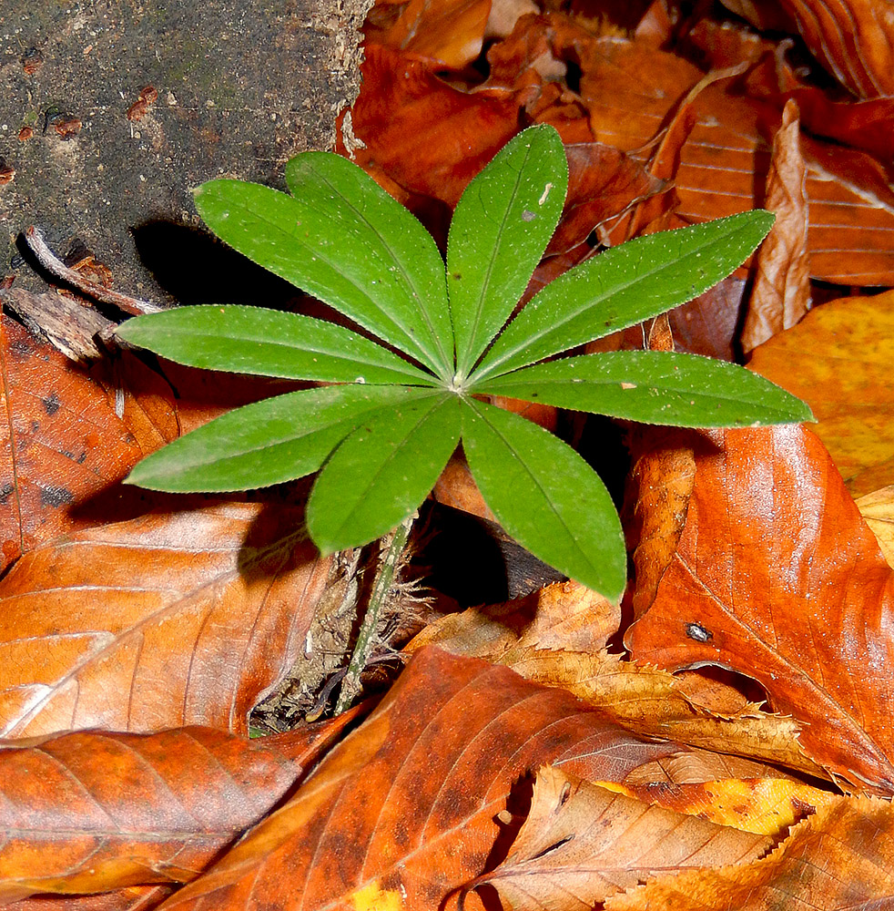 Изображение особи Galium odoratum.