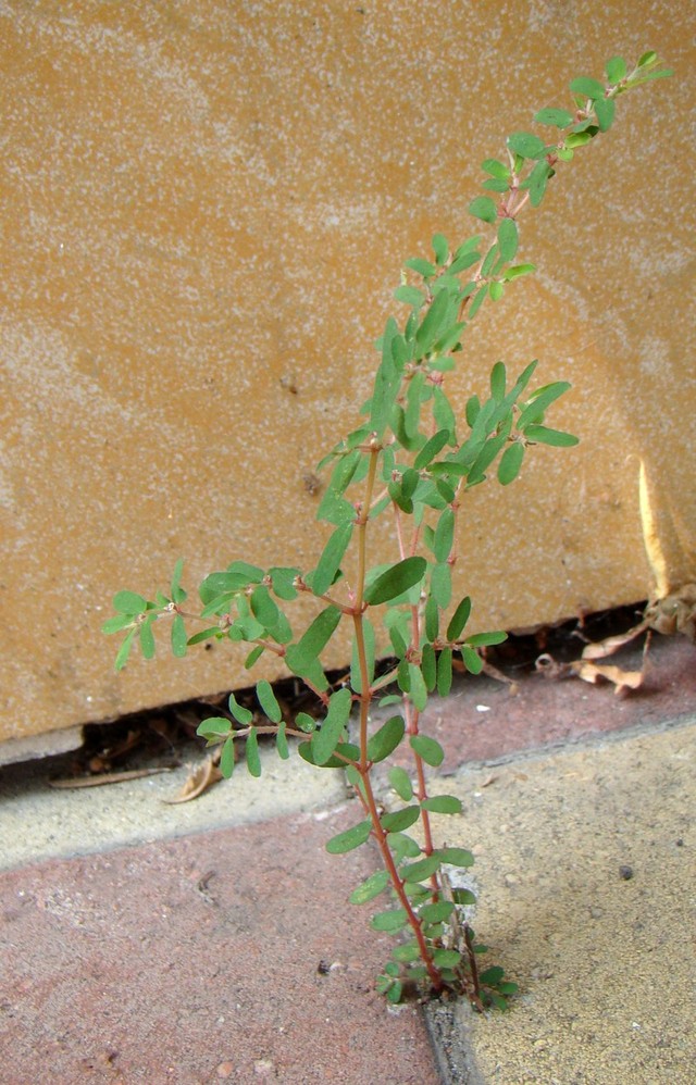 Image of genus Euphorbia specimen.