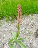 Orchis &times; wulffiana nothosubsp. suckowii