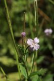 Epilobium pyrricholophum