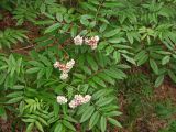 Sorbus sambucifolia. Нижние ветки с соцветиями (вид сверху). Магаданская обл., окр. Магадана, п-ов Старицкого, поляна на склоне сопки. 10.07.2012.