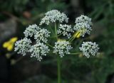 Aegopodium alpestre